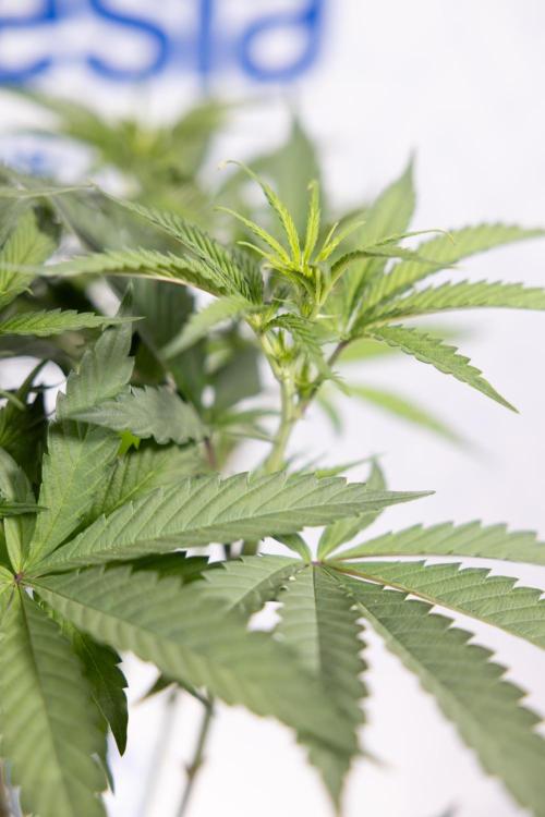 Georgia Pie #1 - Zamnesia x B&B. Week 8 - Georgia Pie #1 - Topping x16 - 1st Week Bloom