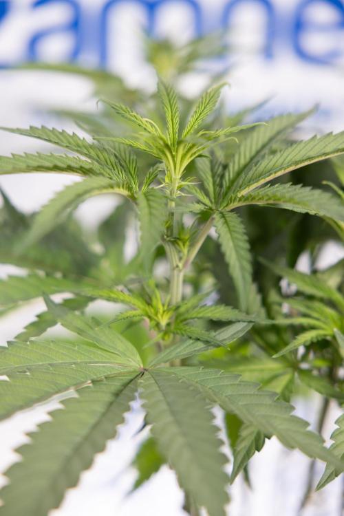 Georgia Pie #1 - Zamnesia x B&B. Week 8 - Georgia Pie #1 - Topping x16 - 1st Week Bloom