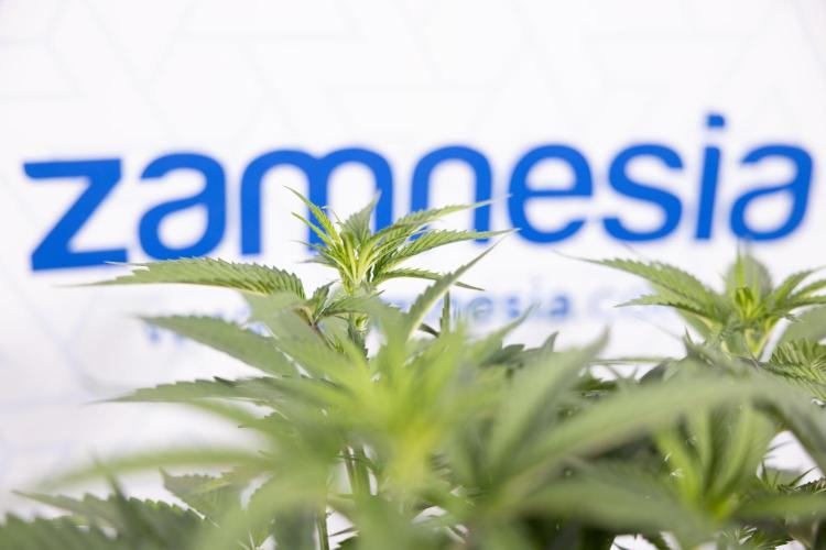 Georgia Pie #1 - Zamnesia x B&B. Week 8 - Georgia Pie #1 - Topping x16 - 1st Week Bloom