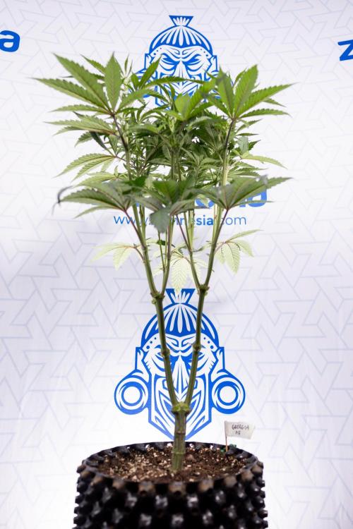 Georgia Pie #1 - Zamnesia x B&B. Week 8 - Georgia Pie #1 - Topping x16 - 1st Week Bloom