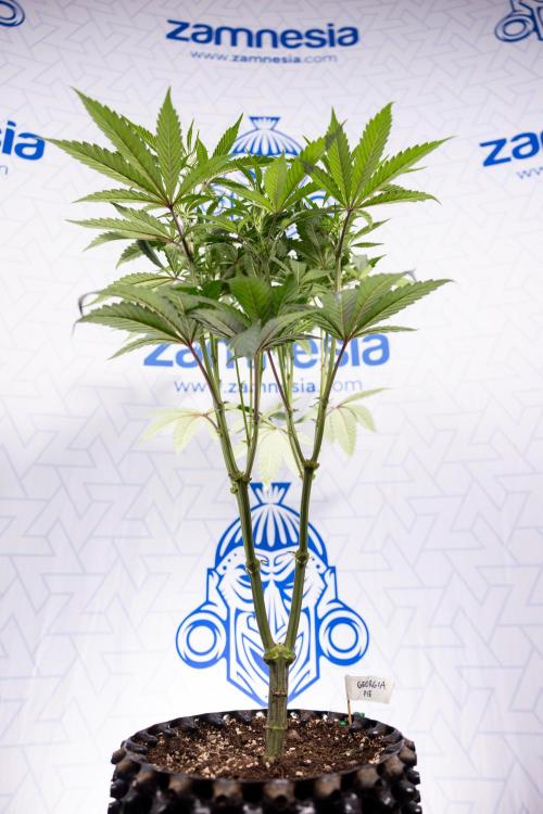 Georgia Pie #1 - Zamnesia x B&B. Week 8 - Georgia Pie #1 - Topping x16 - 1st Week Bloom