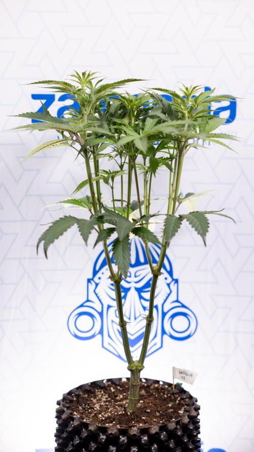 Georgia Pie #1 - Zamnesia x B&B. Week 8