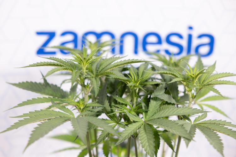 Georgia Pie #1 - Zamnesia x B&B. Week 8