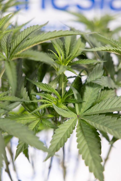 Georgia Pie #1 - Zamnesia x B&B. Week 8