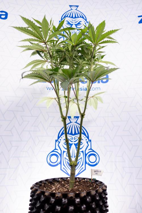 Georgia Pie #1 - Zamnesia x B&B. Week 8 - Georgia Pie #1 - Topping x16 - 1st Week Bloom