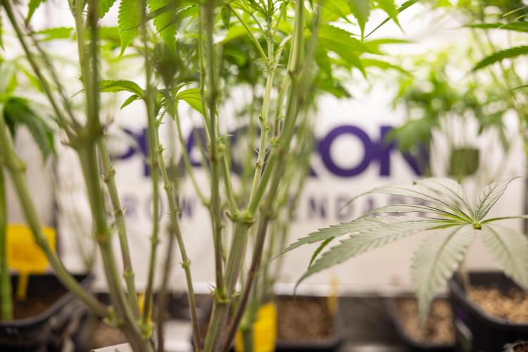 Georgia Pie #1 - Zamnesia x B&B. Week 8 - Zamnesia x Plagron Photoperiodic Box 1