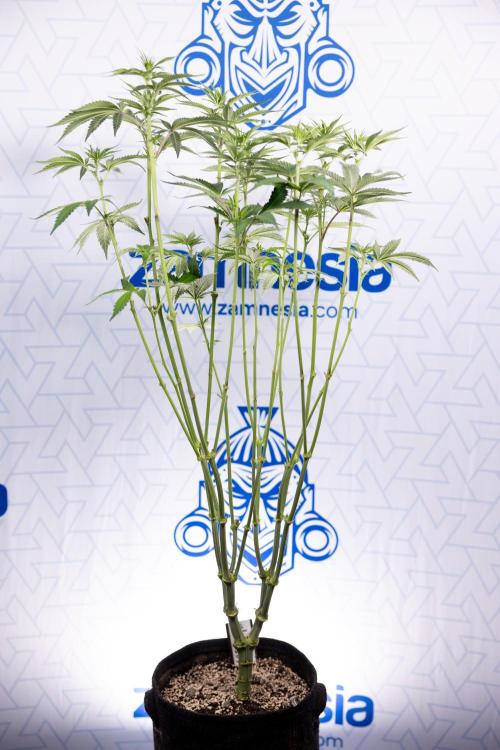 L.A. Kush Cake #3 - Zamnesia x B&B. Week 7 - L.A. Kush Cake  #3 - Topping x 16 - 1st Week Bloom