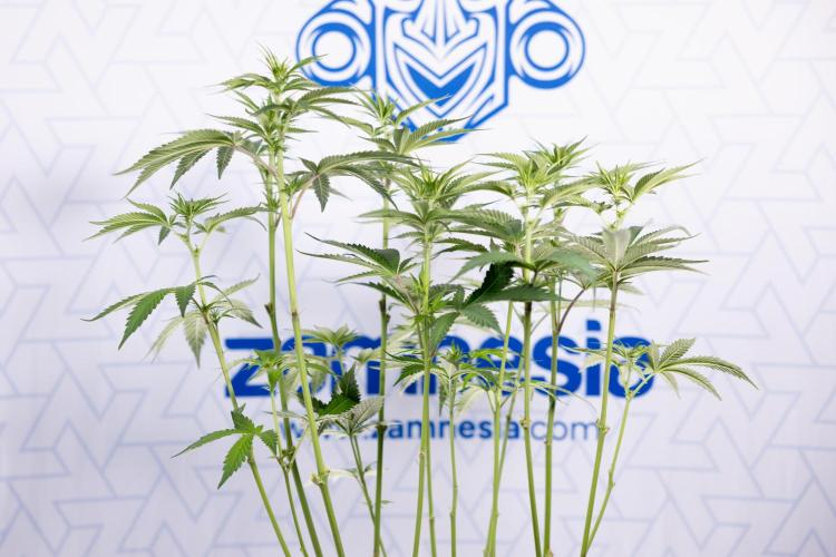 L.A. Kush Cake #3 - Zamnesia x B&B. Week 7 - L.A. Kush Cake  #3 - Topping x 16 - 1st Week Bloom