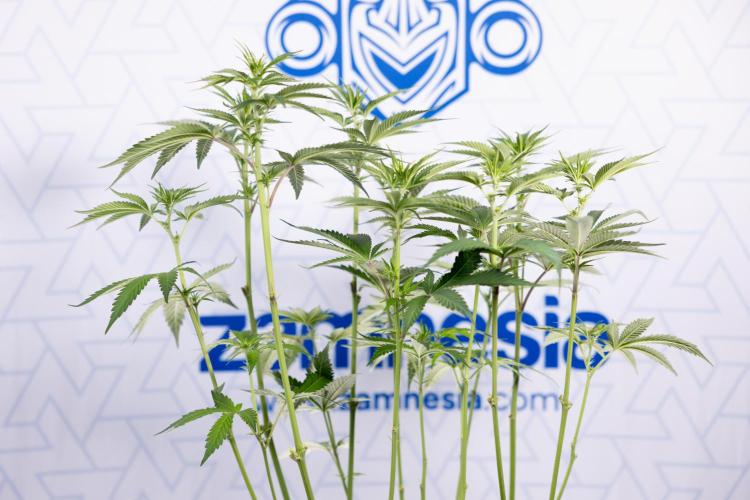 L.A. Kush Cake #3 - Zamnesia x B&B. Week 7 - L.A. Kush Cake  #3 - Topping x 16 - 1st Week Bloom