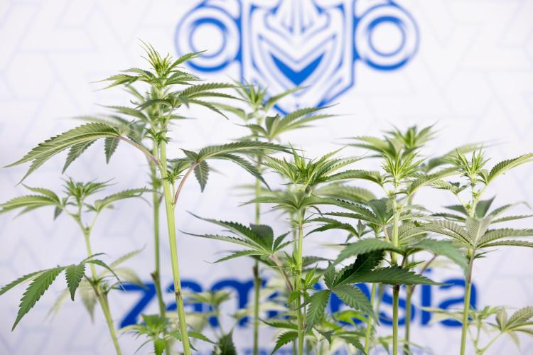 L.A. Kush Cake #3 - Zamnesia x B&B. Week 7 - L.A. Kush Cake  #3 - Topping x 16 - 1st Week Bloom