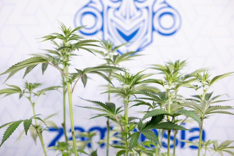 L.A. Kush Cake #3 - Zamnesia x B&B. Week 7 - L.A. Kush Cake  #3 - Topping x 16 - 1st Week Bloom