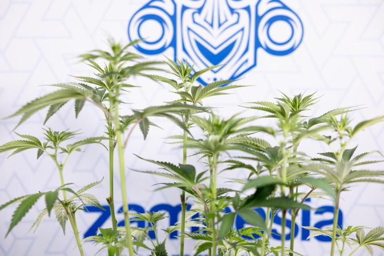 L.A. Kush Cake #3 - Zamnesia x B&B. Week 7 - L.A. Kush Cake  #3 - Topping x 16 - 1st Week Bloom