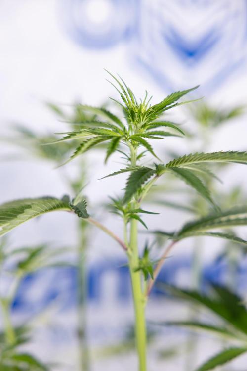 L.A. Kush Cake #3 - Zamnesia x B&B. Week 7 - L.A. Kush Cake  #3 - Topping x 16 - 1st Week Bloom