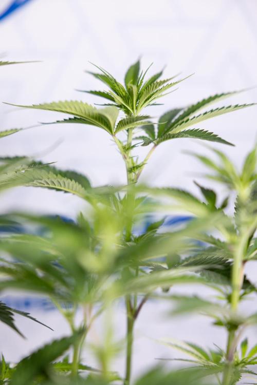 L.A. Kush Cake #3 - Zamnesia x B&B. Week 7 - L.A. Kush Cake  #3 - Topping x 16 - 1st Week Bloom