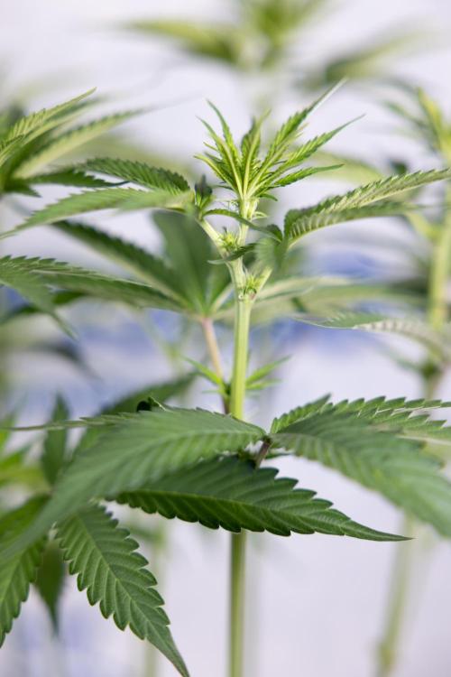 L.A. Kush Cake #3 - Zamnesia x B&B. Week 7 - L.A. Kush Cake  #3 - Topping x 16 - 1st Week Bloom