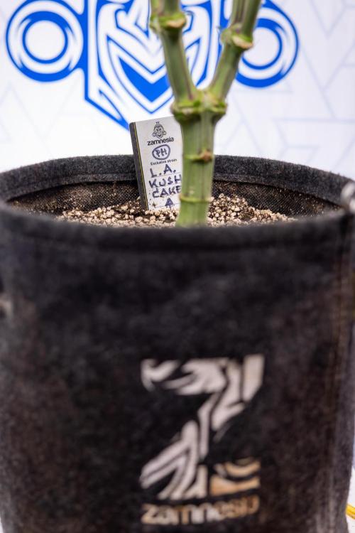 L.A. Kush Cake #3 - Zamnesia x B&B. Week 7 - L.A. Kush Cake  #3 - Topping x 16 - 1st Week Bloom