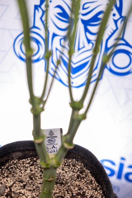 L.A. Kush Cake #3 - Zamnesia x B&B. Week 7 - L.A. Kush Cake  #3 - Topping x 16 - 1st Week Bloom