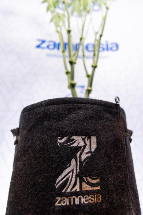 L.A. Kush Cake #3 - Zamnesia x B&B. Week 7 - L.A. Kush Cake  #3 - Topping x 16 - 1st Week Bloom