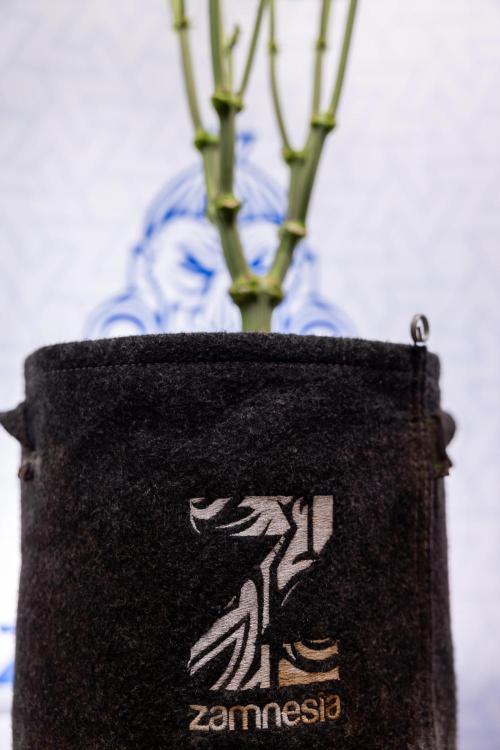 L.A. Kush Cake #3 - Zamnesia x B&B. Week 7 - L.A. Kush Cake  #3 - Topping x 16 - 1st Week Bloom