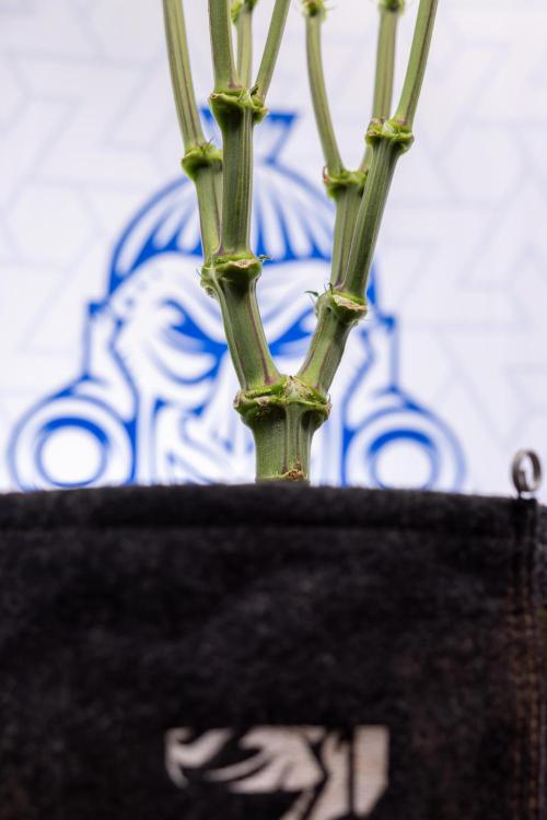 L.A. Kush Cake #3 - Zamnesia x B&B. Week 7 - L.A. Kush Cake  #3 - Topping x 16 - 1st Week Bloom