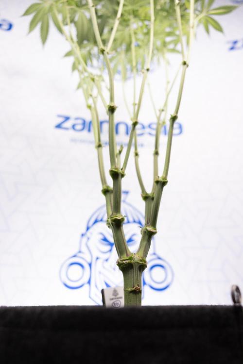 L.A. Kush Cake #3 - Zamnesia x B&B. Week 7 - L.A. Kush Cake  #3 - Topping x 16 - 1st Week Bloom