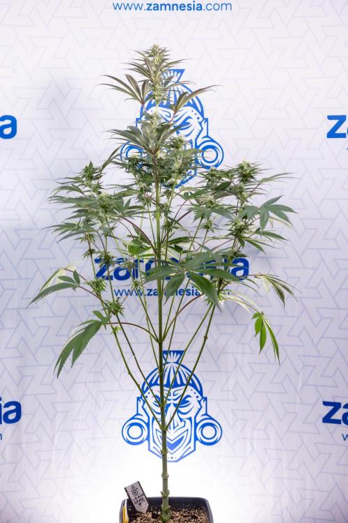 L.A. KUSH Cake #2 - Zamnesia x B&B. Week 6 - L.A. Kush Cake - No Techniques - 3rd Week Bloom