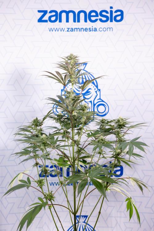 L.A. KUSH Cake #2 - Zamnesia x B&B. Week 6 - L.A. Kush Cake - No Techniques - 3rd Week Bloom