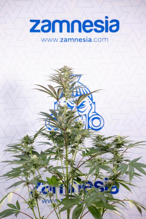 L.A. KUSH Cake #2 - Zamnesia x B&B. Week 6 - L.A. Kush Cake - No Techniques - 3rd Week Bloom