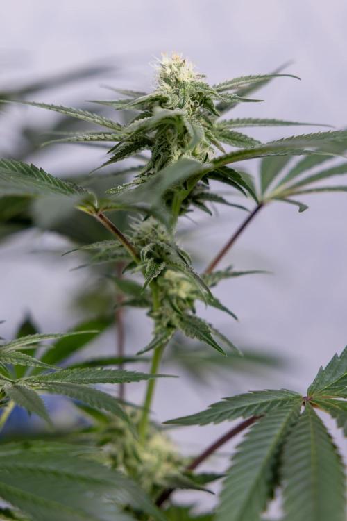 L.A. KUSH Cake #2 - Zamnesia x B&B. Week 6 - L.A. Kush Cake - No Techniques - 3rd Week Bloom