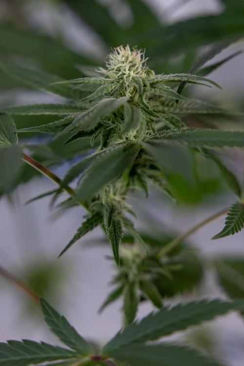 L.A. KUSH Cake #2 - Zamnesia x B&B. Week 6 - L.A. Kush Cake - No Techniques - 3rd Week Bloom