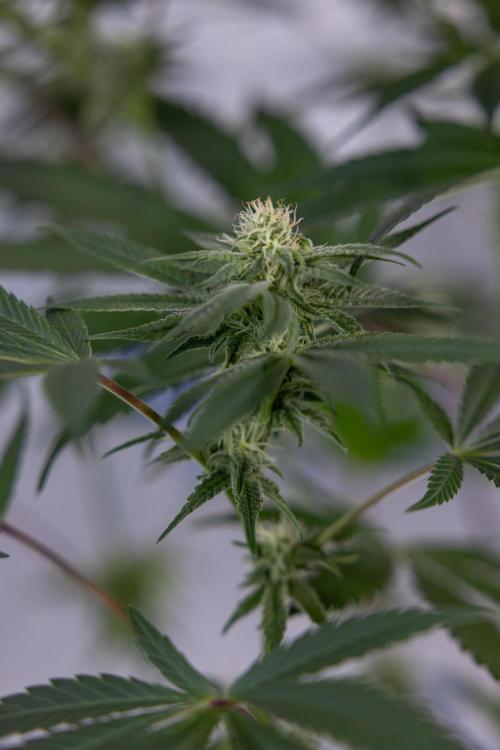 L.A. KUSH Cake #2 - Zamnesia x B&B. Week 6 - L.A. Kush Cake - No Techniques - 3rd Week Bloom