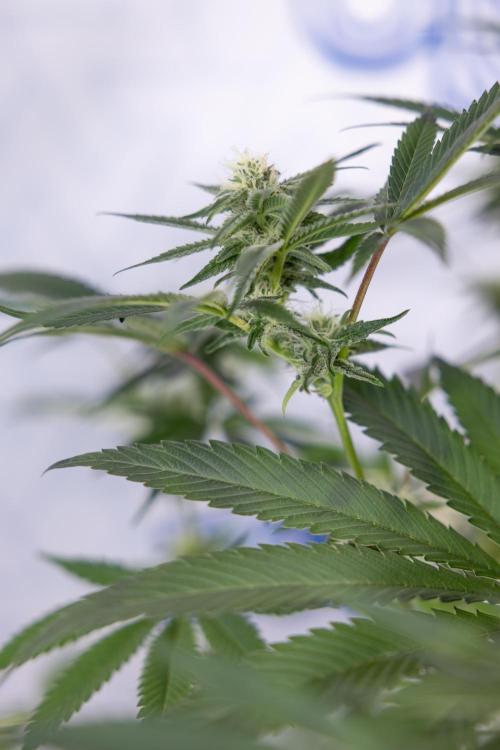 L.A. KUSH Cake #2 - Zamnesia x B&B. Week 6 - L.A. Kush Cake - No Techniques - 3rd Week Bloom