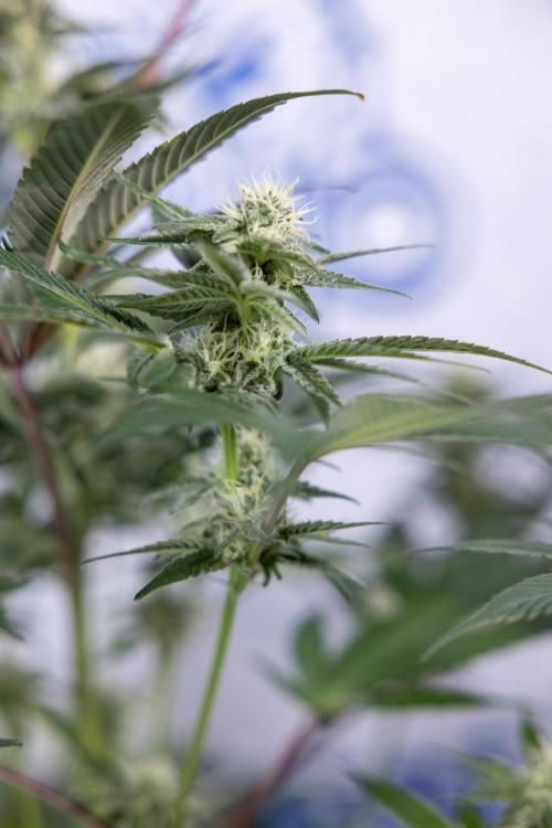 L.A. KUSH Cake #2 - Zamnesia x B&B. Week 6 - L.A. Kush Cake - No Techniques - 3rd Week Bloom