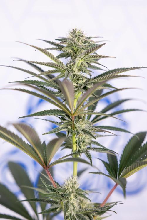 L.A. KUSH Cake #2 - Zamnesia x B&B. Week 6 - L.A. Kush Cake - No Techniques - 3rd Week Bloom