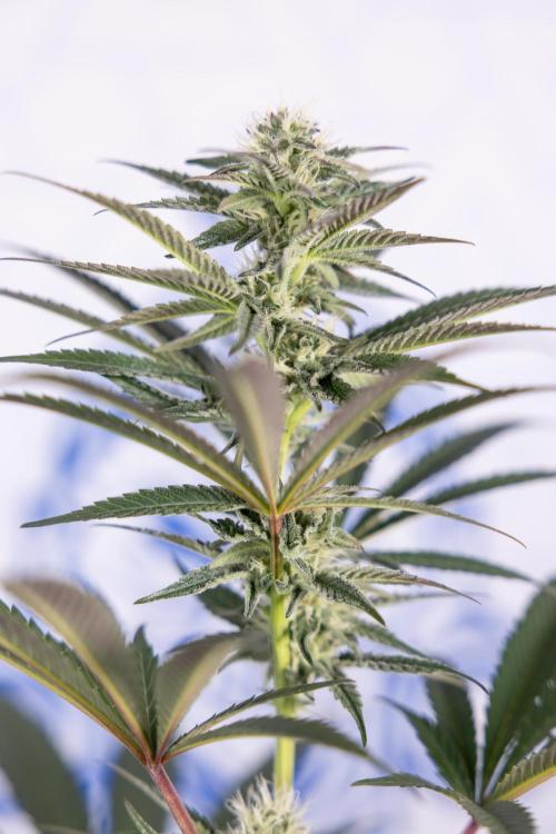 L.A. KUSH Cake #2 - Zamnesia x B&B. Week 6 - L.A. Kush Cake - No Techniques - 3rd Week Bloom