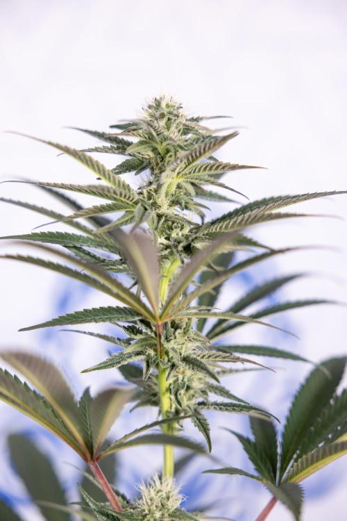 L.A. KUSH Cake #2 - Zamnesia x B&B. Week 6 - L.A. Kush Cake - No Techniques - 3rd Week Bloom