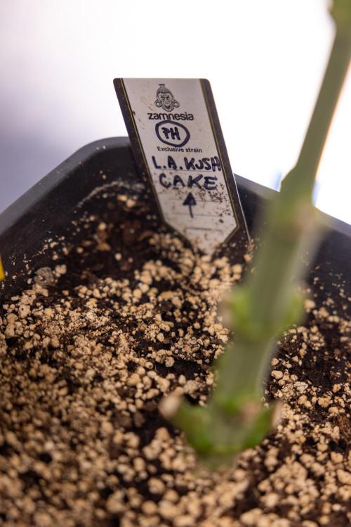 L.A. KUSH Cake #2 - Zamnesia x B&B. Week 6 - L.A. Kush Cake - No Techniques - 3rd Week Bloom