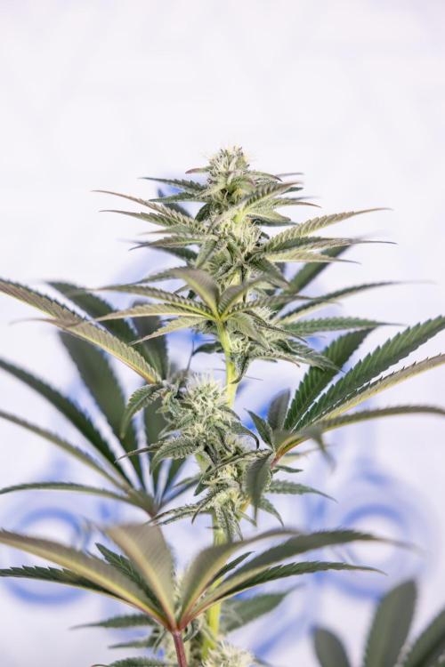 L.A. KUSH Cake #2 - Zamnesia x B&B. Week 6 - L.A. Kush Cake - No Techniques - 3rd Week Bloom