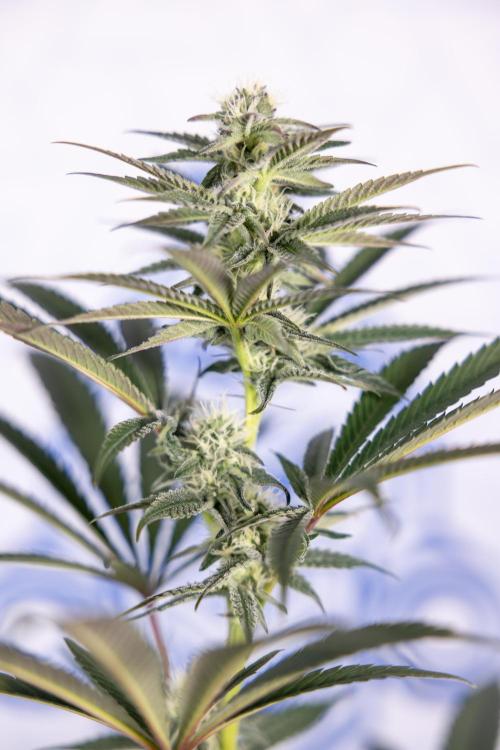 L.A. KUSH Cake #2 - Zamnesia x B&B. Week 6 - L.A. Kush Cake - No Techniques - 3rd Week Bloom