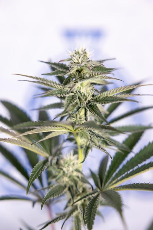 L.A. KUSH Cake #2 - Zamnesia x B&B. Week 6 - L.A. Kush Cake - No Techniques - 3rd Week Bloom