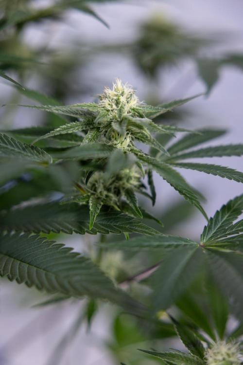 L.A. KUSH Cake #2 - Zamnesia x B&B. Week 6 - L.A. Kush Cake - No Techniques - 3rd Week Bloom