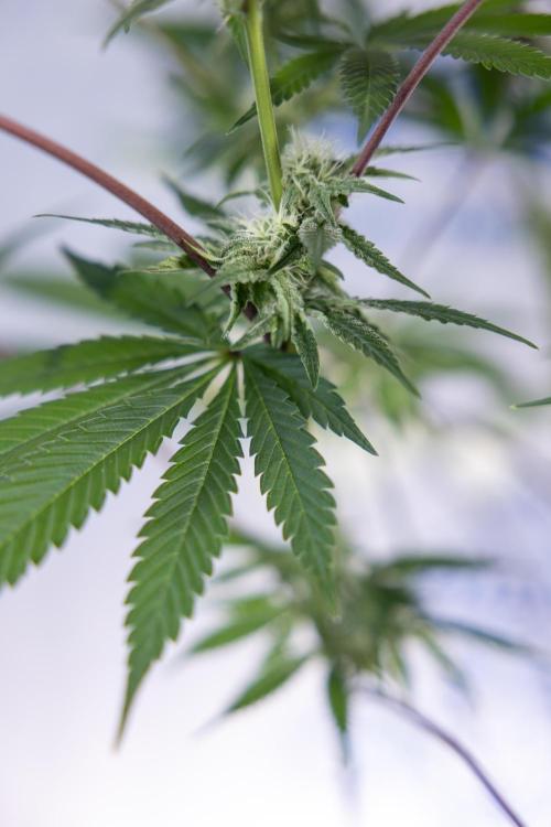 L.A. KUSH Cake #2 - Zamnesia x B&B. Week 6 - L.A. Kush Cake - No Techniques - 3rd Week Bloom