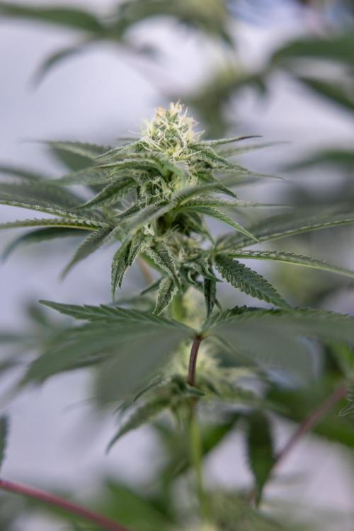 L.A. KUSH Cake #2 - Zamnesia x B&B. Week 6 - L.A. Kush Cake - No Techniques - 3rd Week Bloom