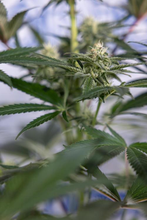 L.A. KUSH Cake #2 - Zamnesia x B&B. Week 6 - L.A. Kush Cake - No Techniques - 3rd Week Bloom