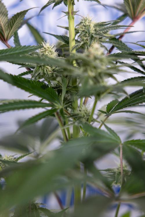 L.A. KUSH Cake #2 - Zamnesia x B&B. Week 6 - L.A. Kush Cake - No Techniques - 3rd Week Bloom