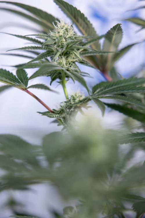 L.A. KUSH Cake #2 - Zamnesia x B&B. Week 6 - L.A. Kush Cake - No Techniques - 3rd Week Bloom