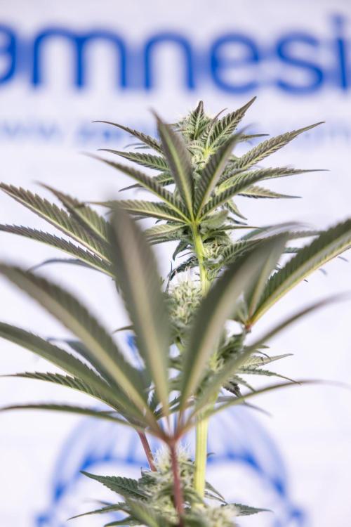 L.A. KUSH Cake #2 - Zamnesia x B&B. Week 6 - L.A. Kush Cake - No Techniques - 3rd Week Bloom