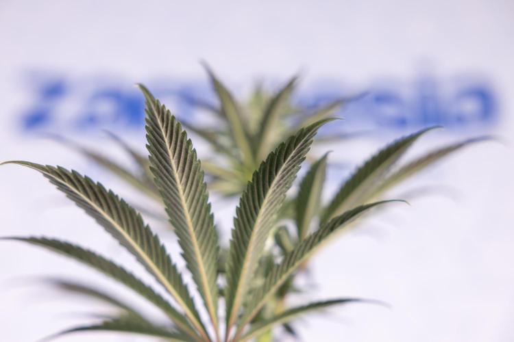 L.A. KUSH Cake #2 - Zamnesia x B&B. Week 6