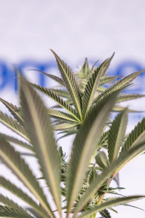 L.A. KUSH Cake #2 - Zamnesia x B&B. Week 6 - L.A. Kush Cake - No Techniques - 3rd Week Bloom