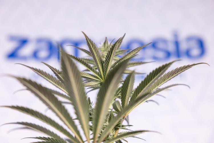 L.A. KUSH Cake #2 - Zamnesia x B&B. Week 6 - L.A. Kush Cake - No Techniques - 3rd Week Bloom